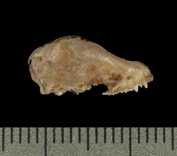lateral5552