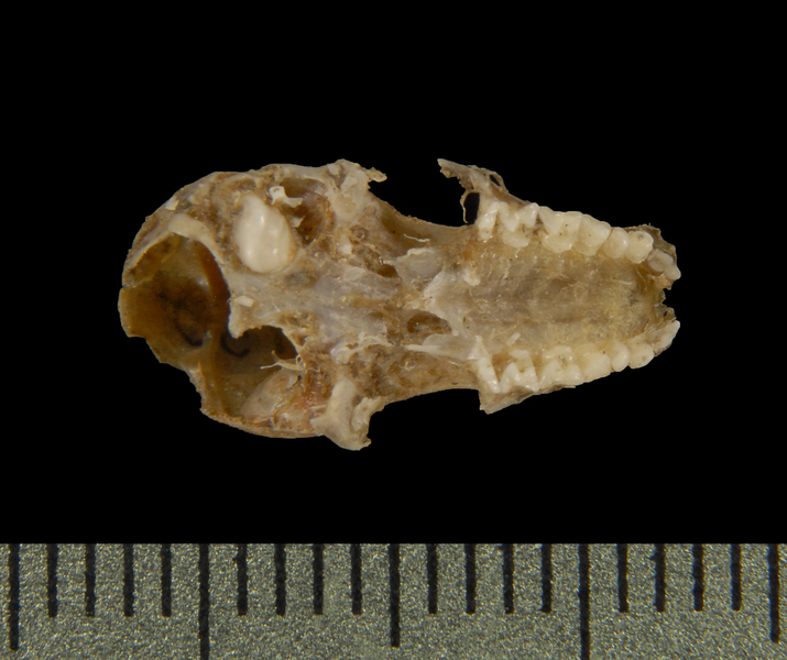 ventral5554