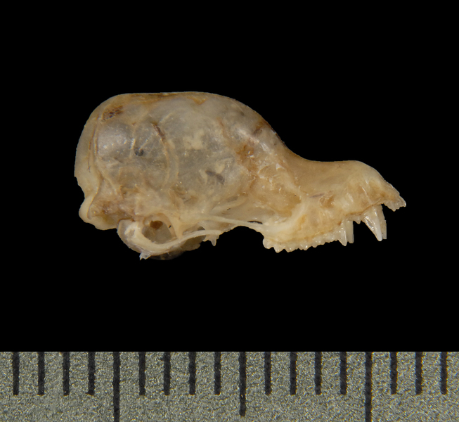 lateral5559