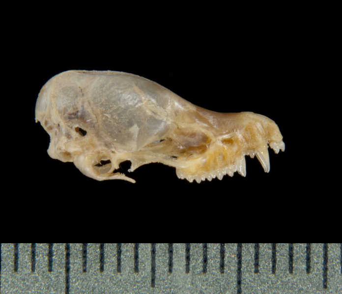 lateral5608