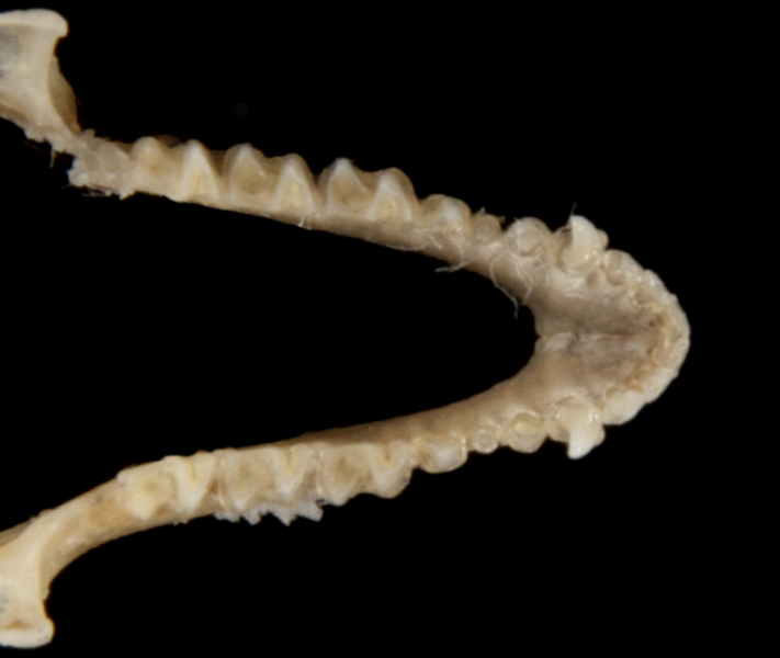 ltr5624