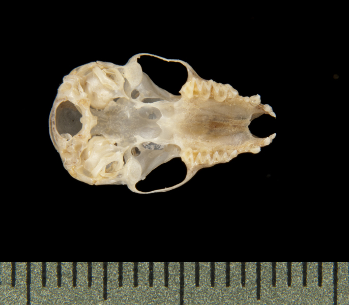 ventral5621