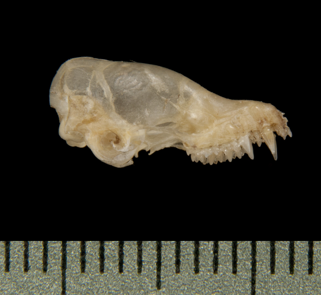 lateral5628