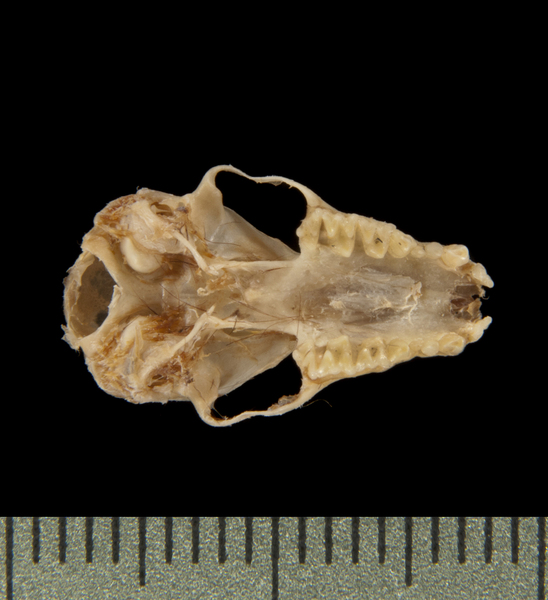 ventral5637
