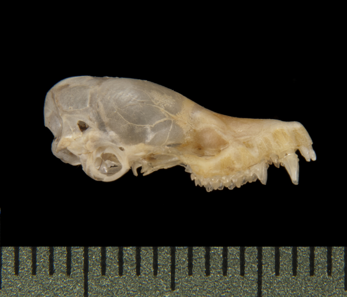 lateral5643