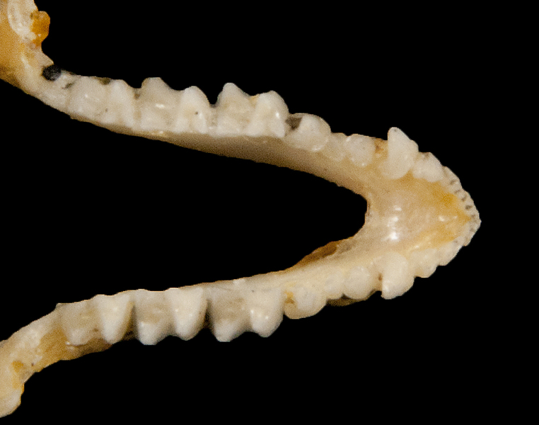 ltr5661