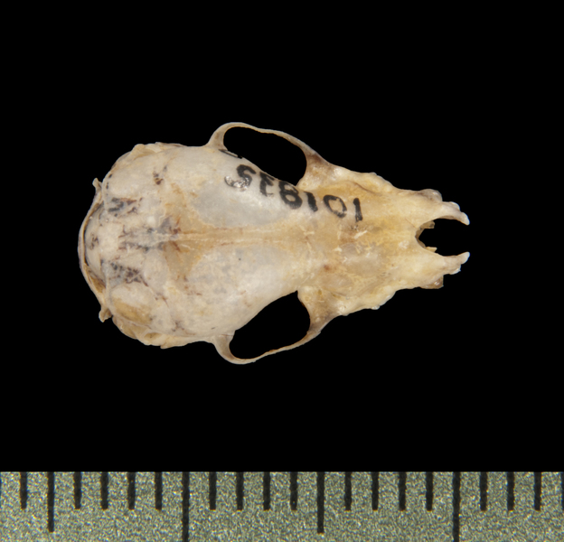 dorsal5690