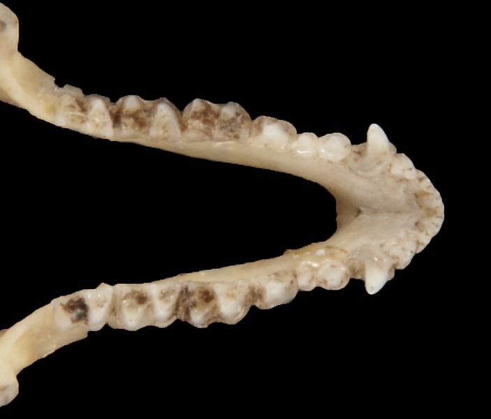 ltr5694