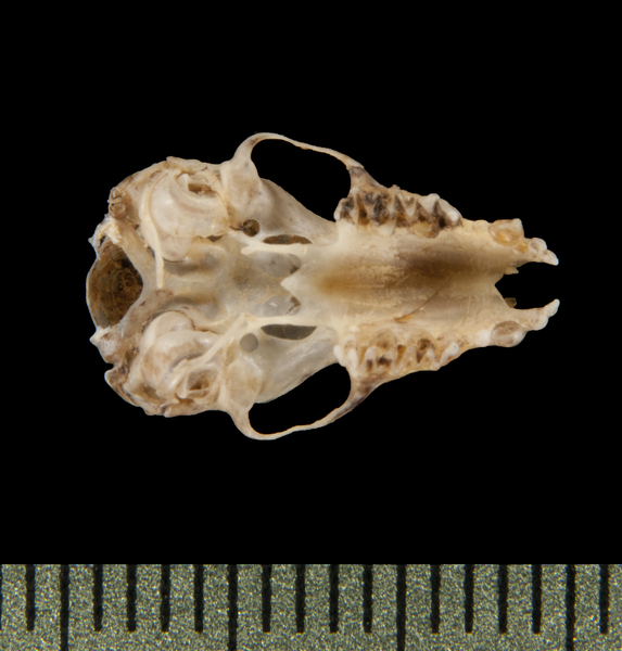 ventral5692