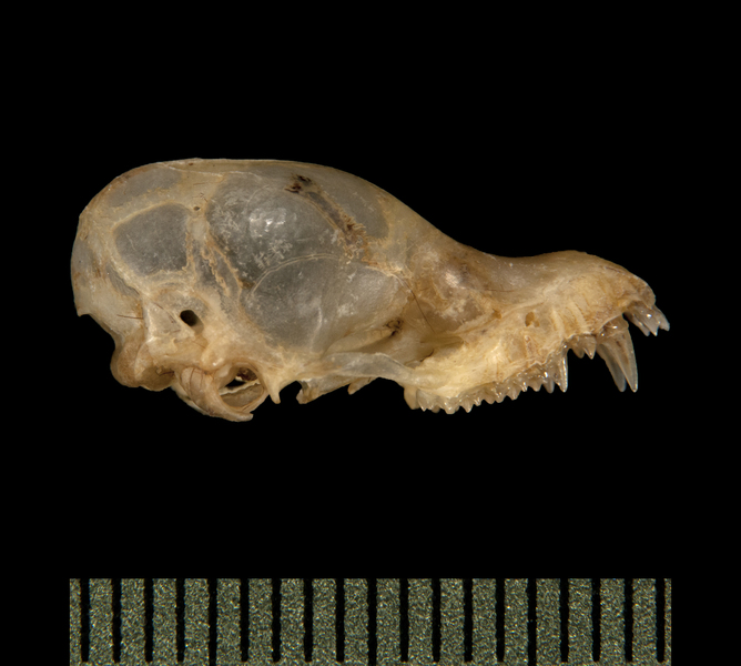 lateral5700