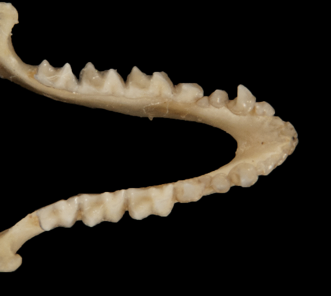ltr5711