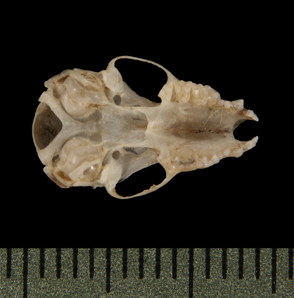 ventral5714