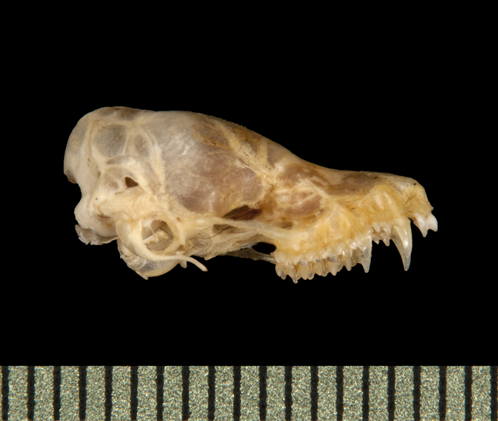 lateral5774