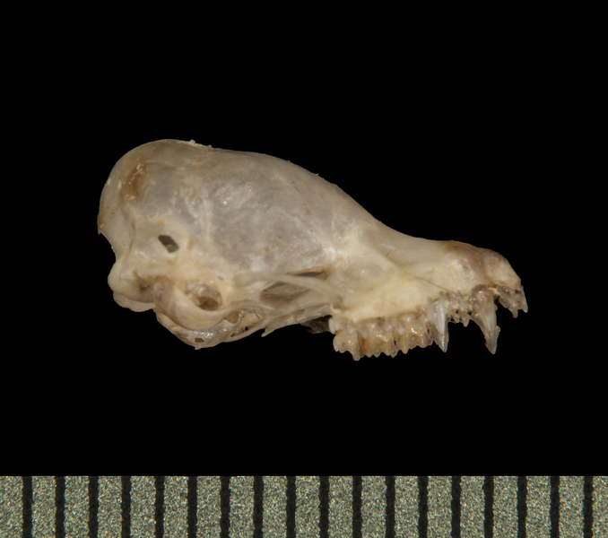 lateral5746