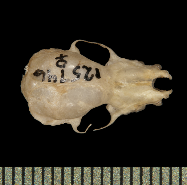 dorsal5753