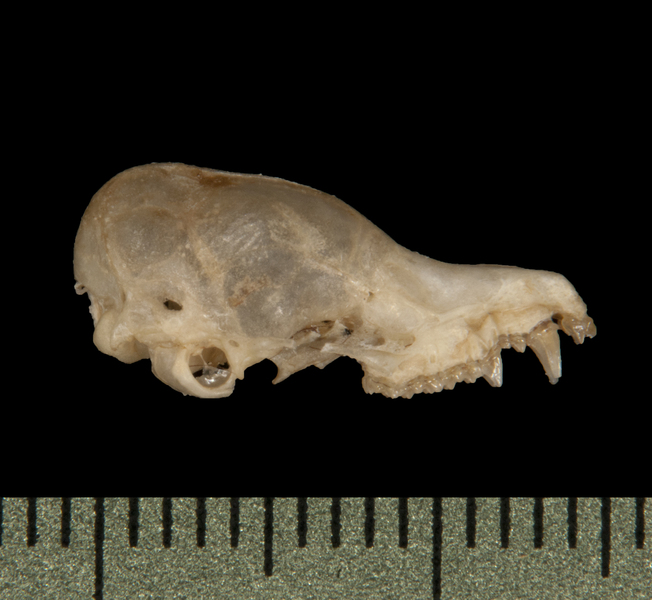 lateral5758