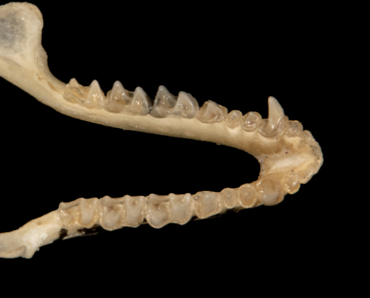 ltr5764