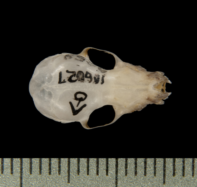 dorsal5675