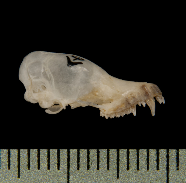 lateral5676