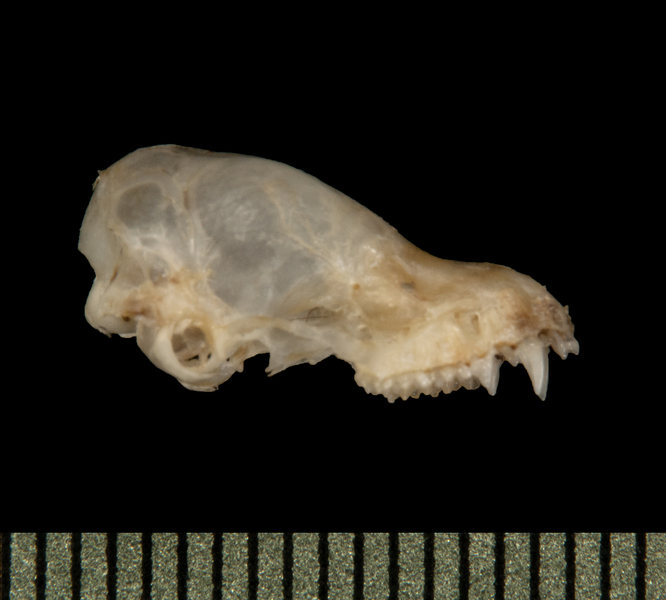 lateral5767