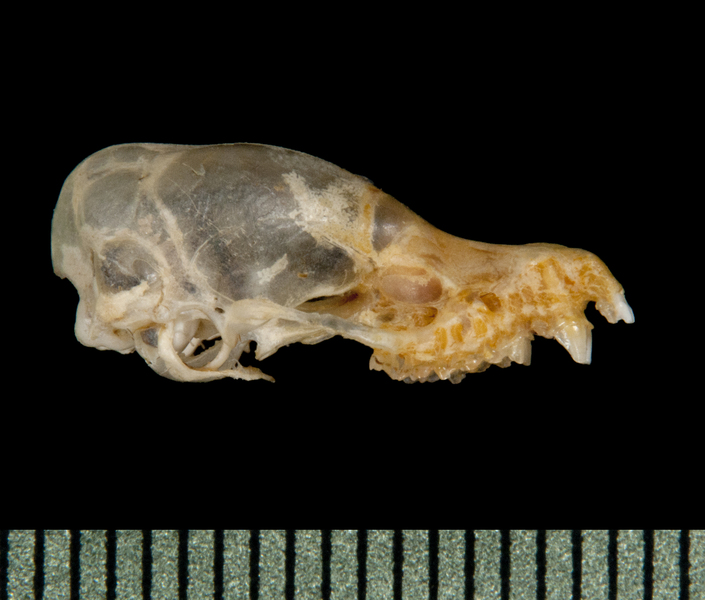 lateral5795