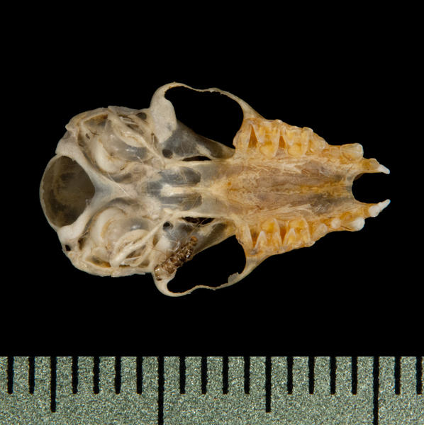ventral5796