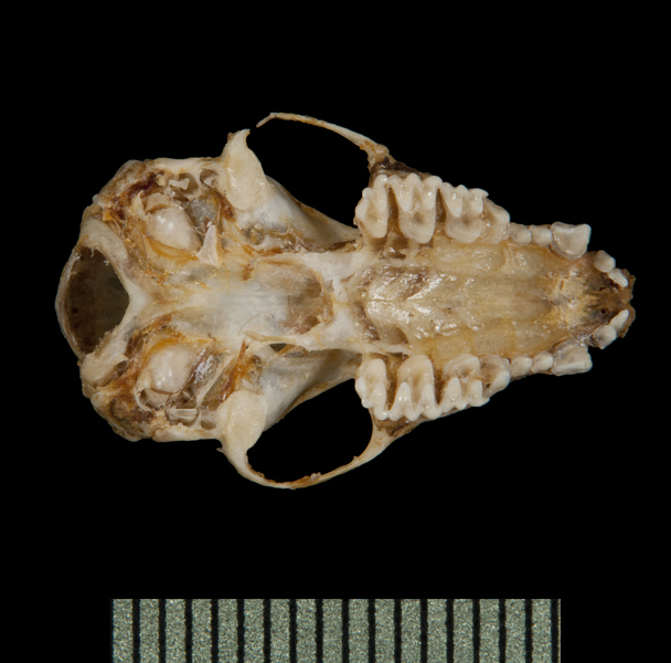 ventral5835