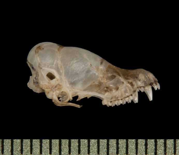 lateral5810