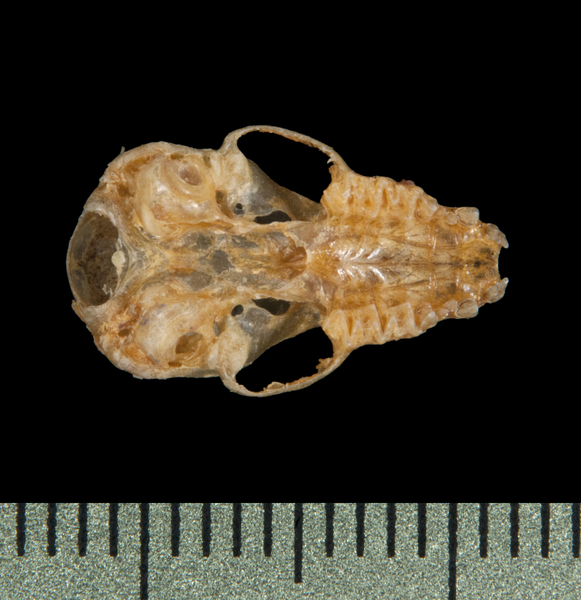 ventral5824