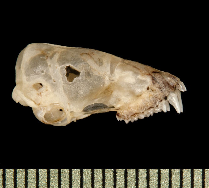 lateral5840