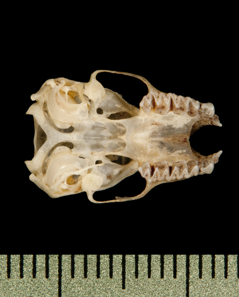 ventral5841