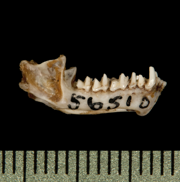 lower_lateral5854