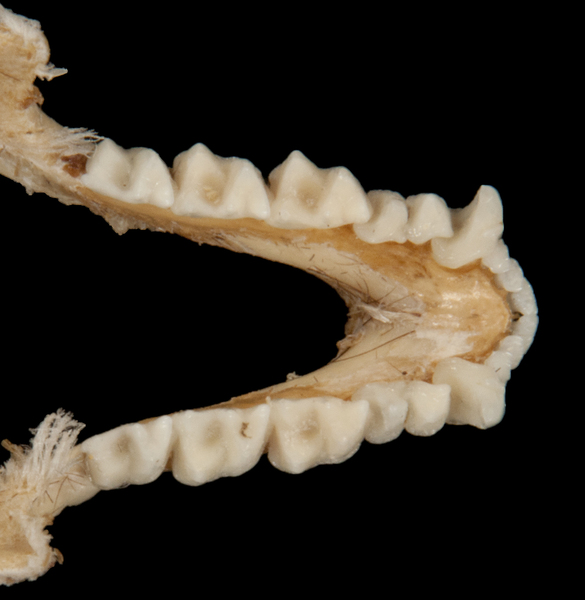 ltr5867