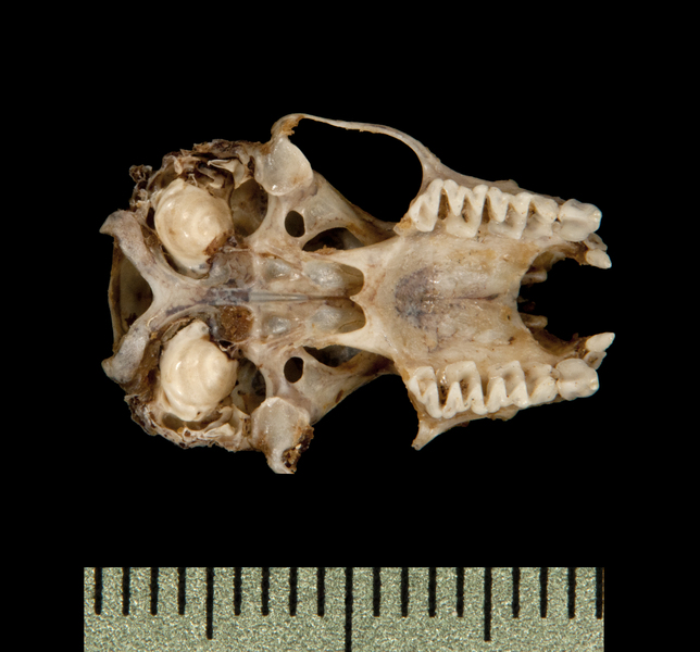ventral5851
