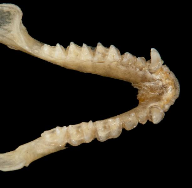 ltr5881