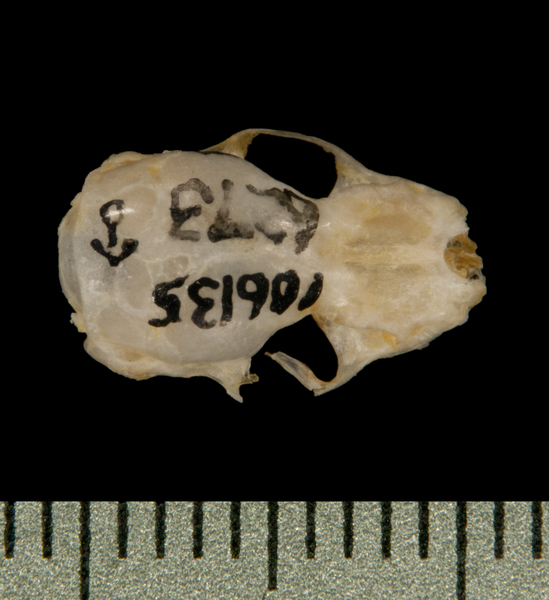 dorsal5896