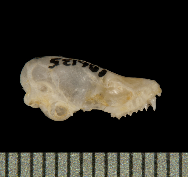 lateral5898