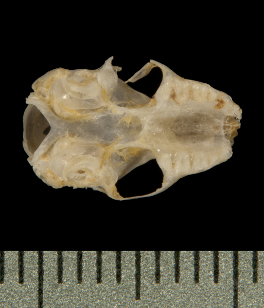 ventral5899