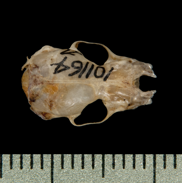 dorsal5907