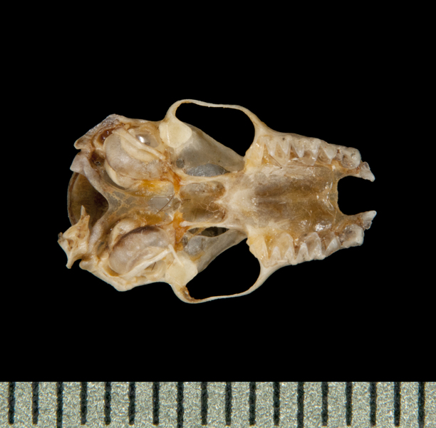ventral5909