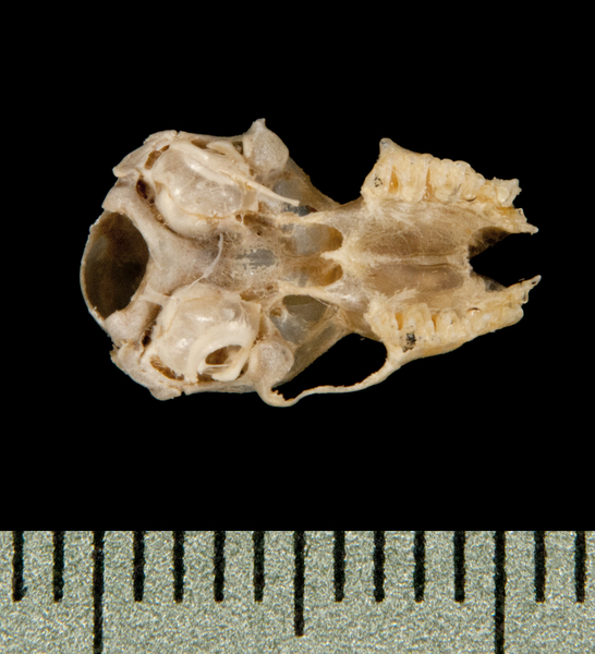 ventral5931