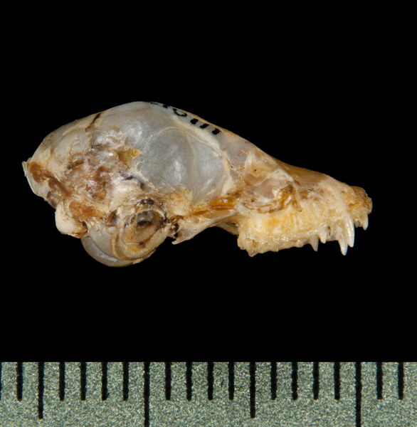 lateral5959