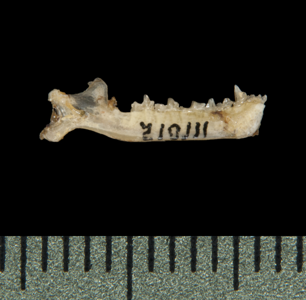 lower_lateral5962