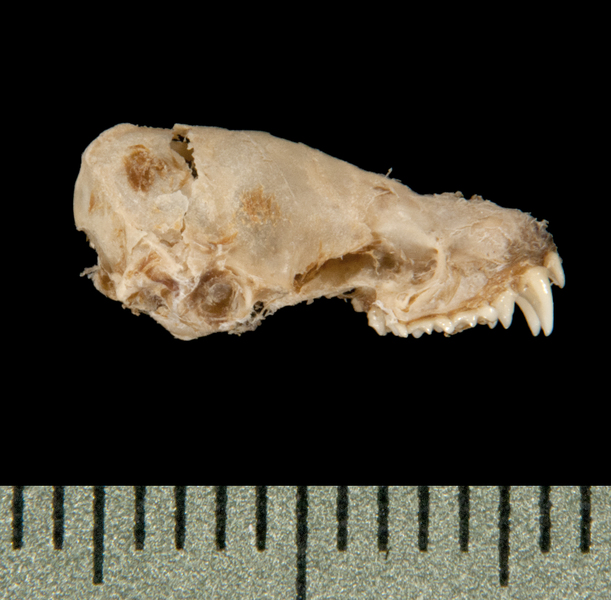lateral5982