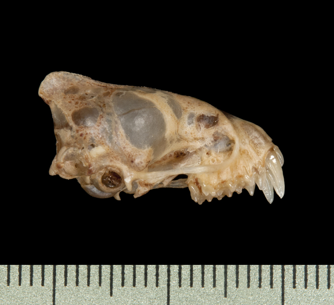 lateral6022