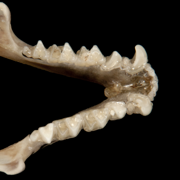 ltr5996