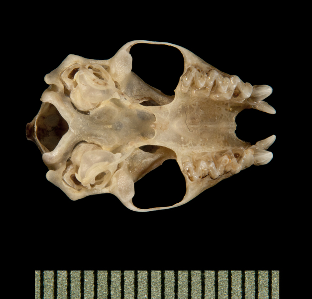 ventral5991
