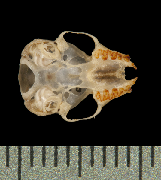 ventral6010