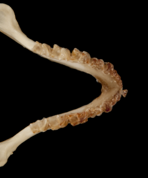 ltr6019