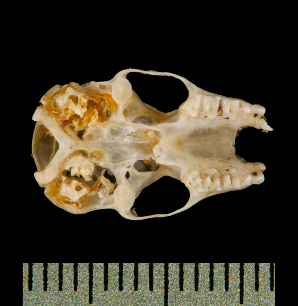 ventral6000